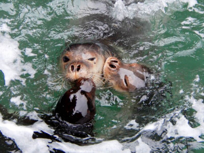 Foto - De kans op uitsterven van Europa’s meest bedreigde zeezoogdier, de mediterrane monniksrob, is verminderd dankzij internationale samenwerking