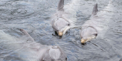 Afbeelding bij Dolphins