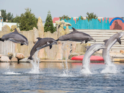 Photo - Dolfinarium temporarily closed due to coronavirus