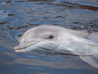 Foto - Nieuw onderzoek: dolfijnengezondheid te achterhalen op basis van de motivatie van de dieren tijdens trainingssessies