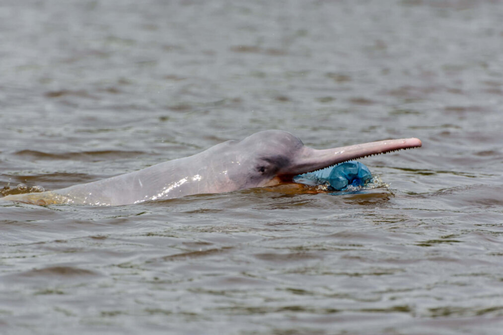 bespotten walvis lettergreep Plasticsoep - Dolfinarium - Het grootste zeezoogdierenpark van Europa!