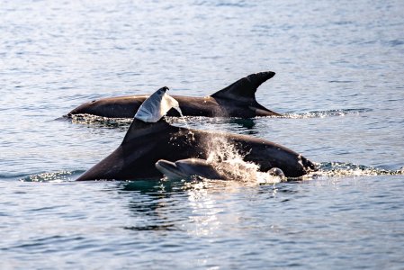 Plastic soup - Dolfinarium - grootste van Europa!