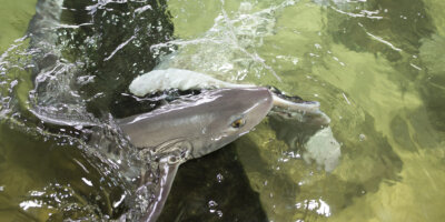 Afbeelding bij Rays, sharks and fish