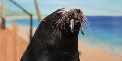 Afbeelding bij California sea lion