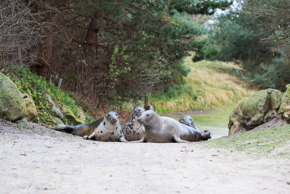 Grijze zeehonden