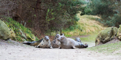 Afbeelding bij Grijze zeehond