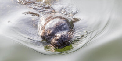 Afbeelding bij Gewone zeehond