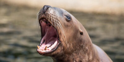 Afbeelding bij Steller sea lion