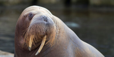 Afbeelding bij Walrussen