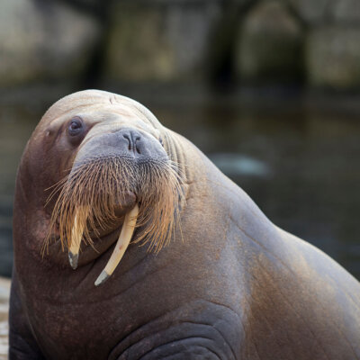 Walrus