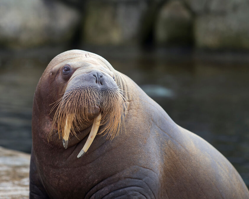 Walrus