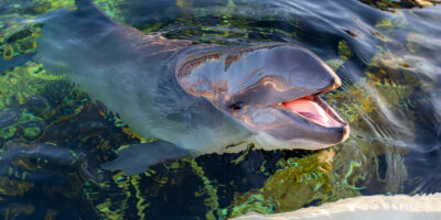 Afbeelding bij Harbour porpoise