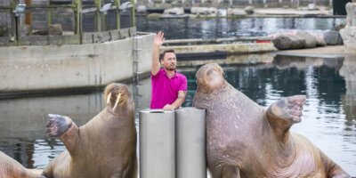 Afbeelding bij De Grote Snorrr