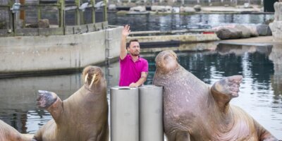 Afbeelding bij Walrussenwal