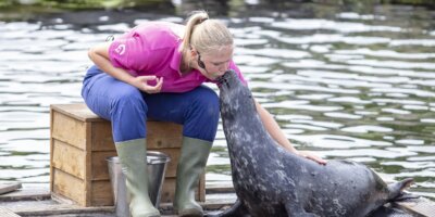 Afbeelding bij Zeehonden