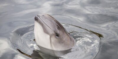 Afbeelding bij Bruinvisbaai