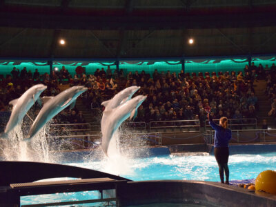 tickets voor dolfinarium zoo duisburg