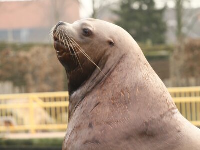 Foto - Stellerzeeleeuw Adak overleden