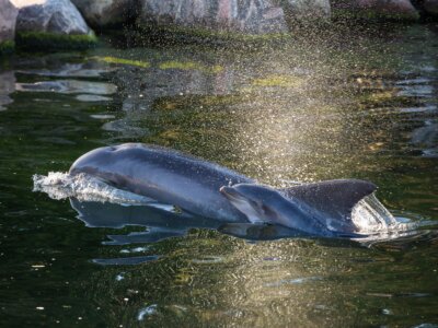 Foto - Dolfijntje geboren in Dolfinarium te Harderwijk