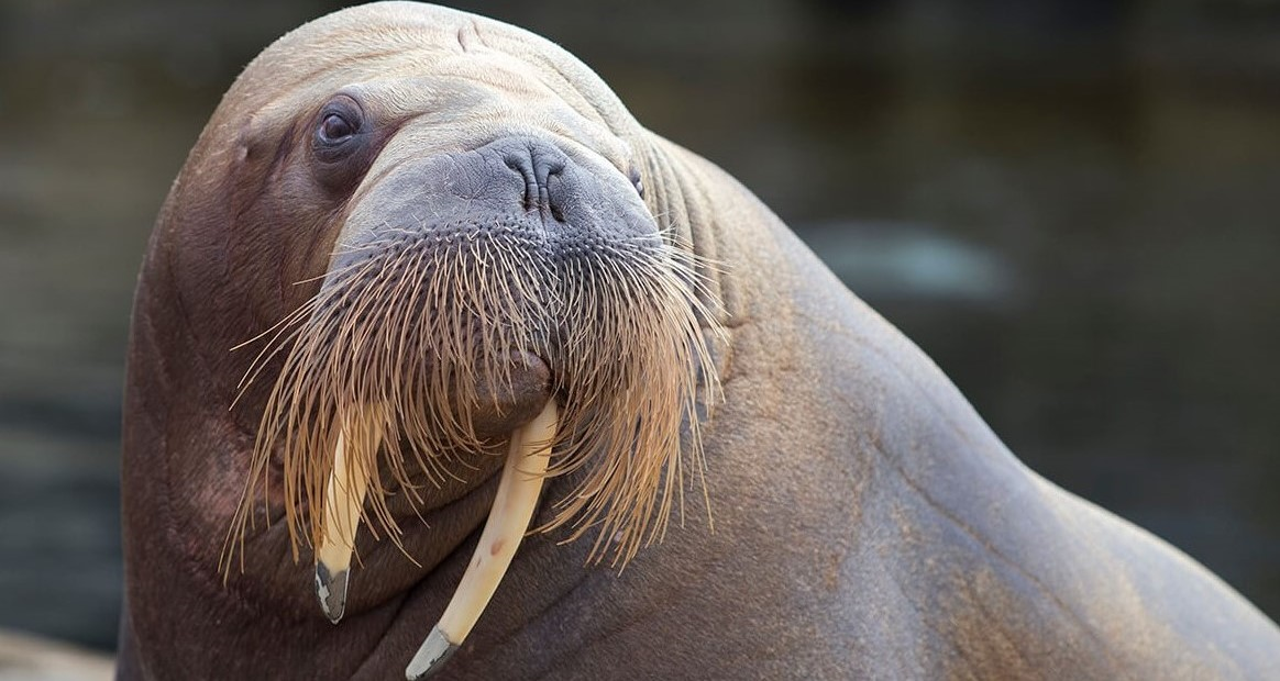 Copyright Dolfinarium.nl (c) Dolfinarium.nl