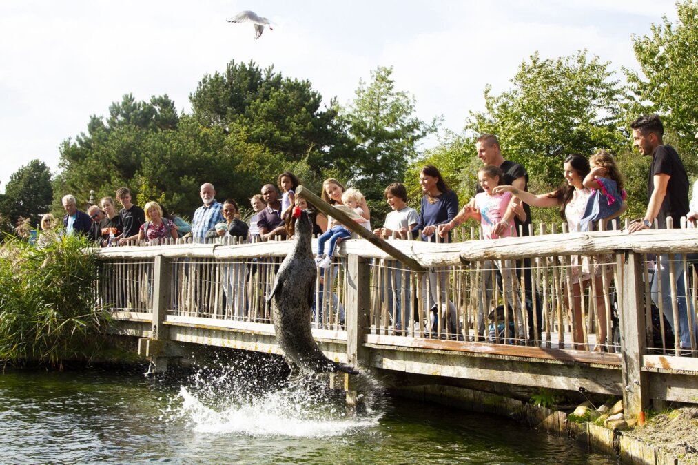 dolfinarium afhuren