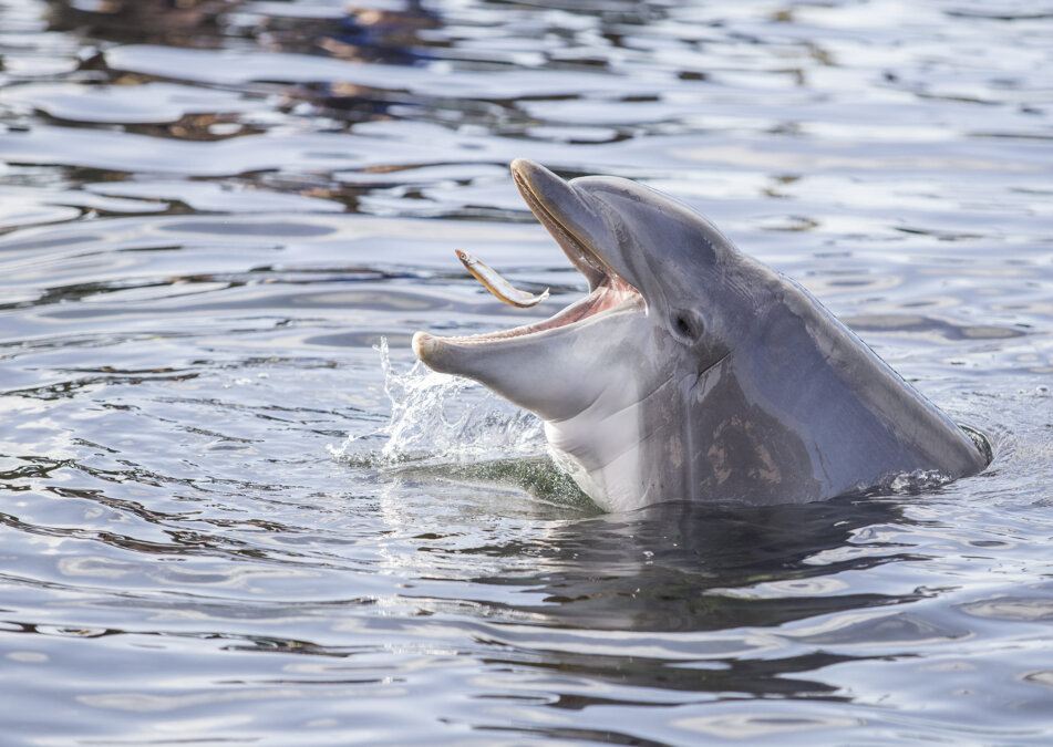 Dolfinarium afhuren