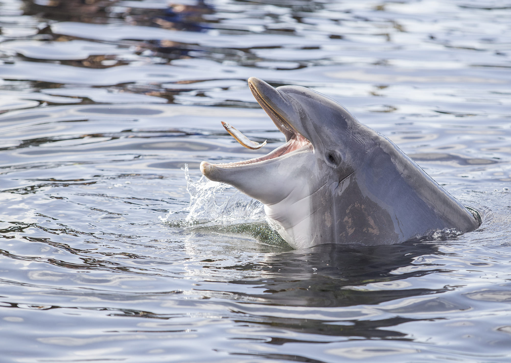 Naar het Dolfinarium met korting? Tickets voor €18,50 p.p.