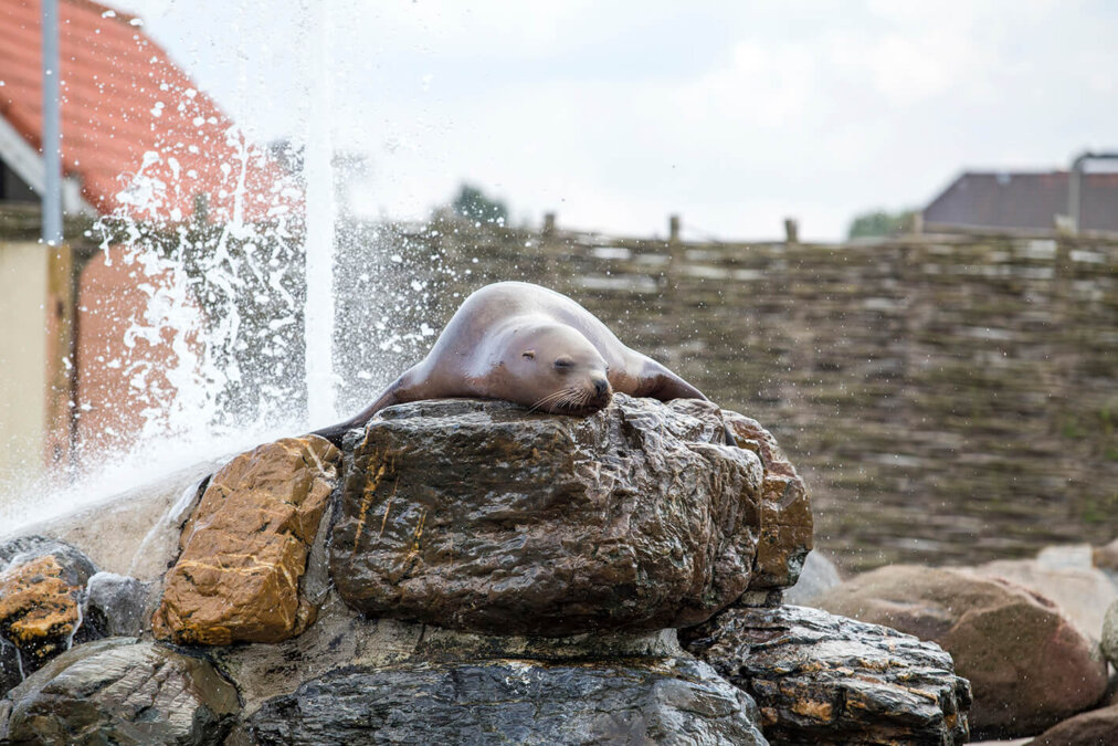 Dolfinarium afhuren