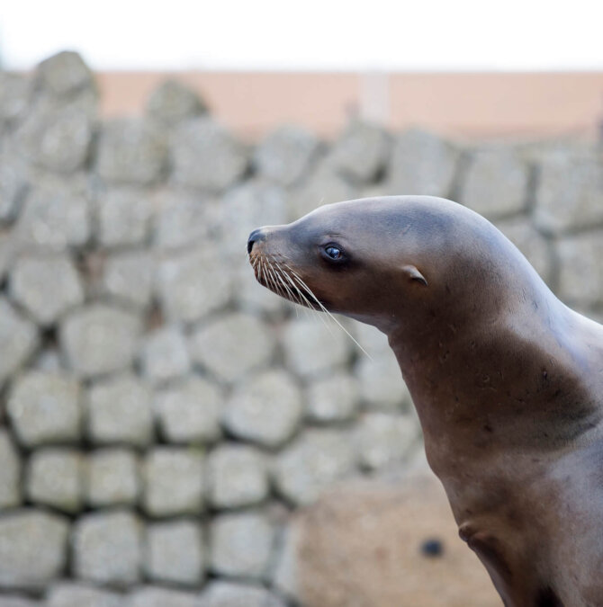 Dolfinarium afhuren