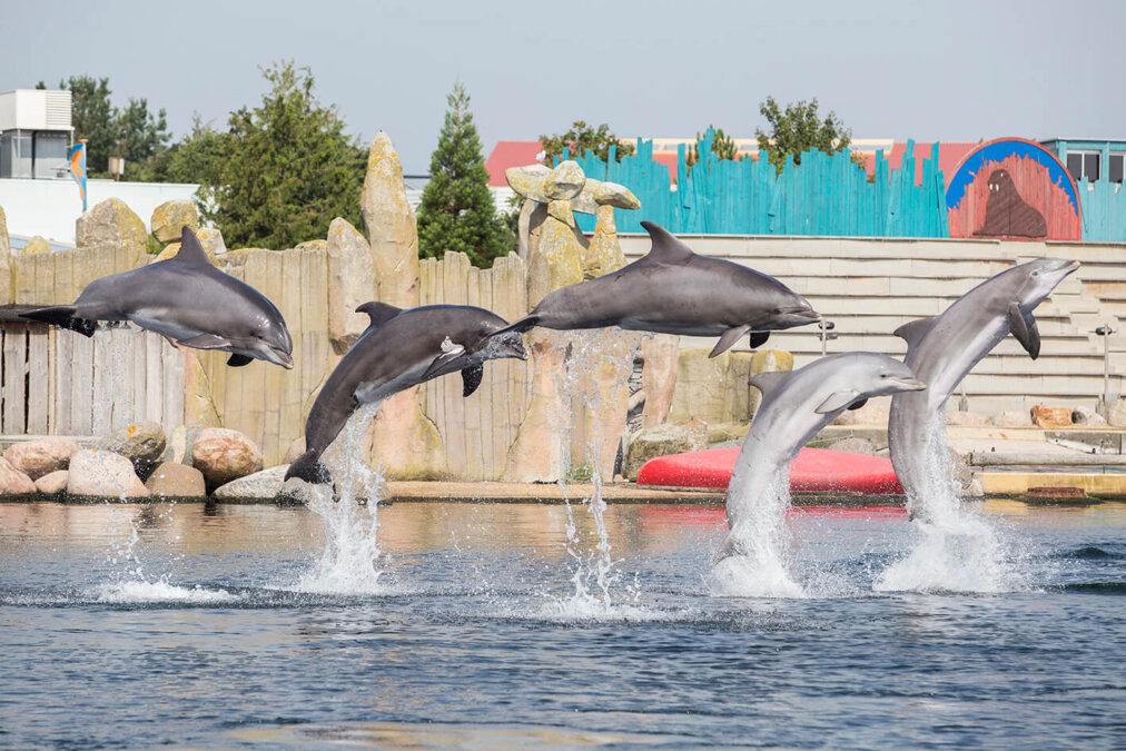 Dolfinarium afhuren