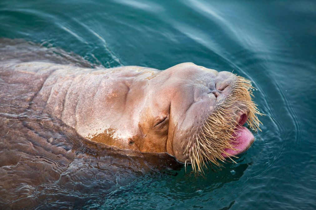 Dolfinarium afhuren