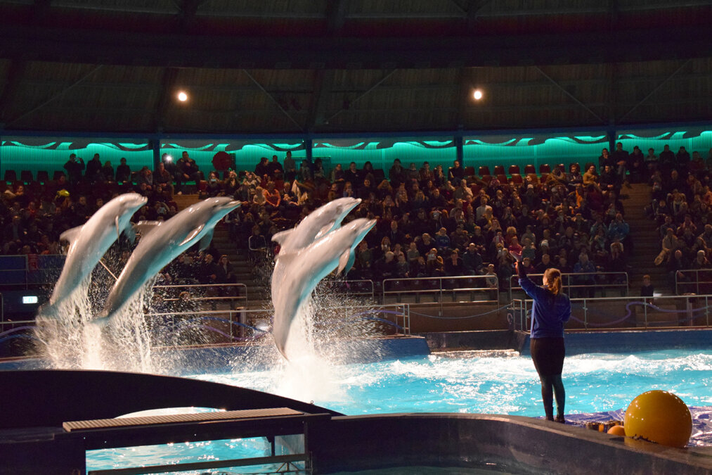DolfijndoMijn springende dolfijnen