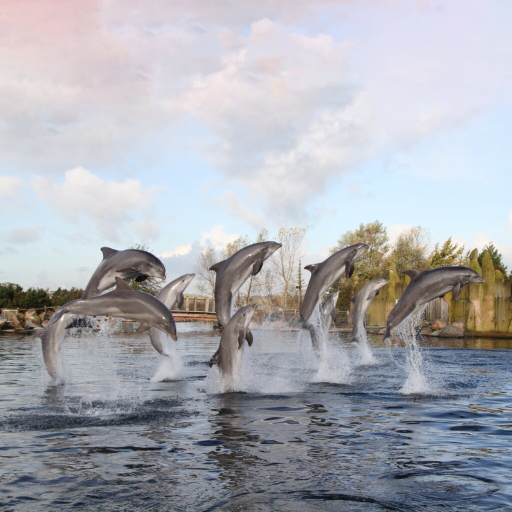 Dolfinarium - Het grootste zeezoogdierenpark van Europa!