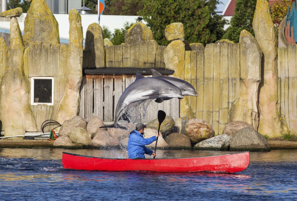 twee springende dolfijnen met verzorger in kano