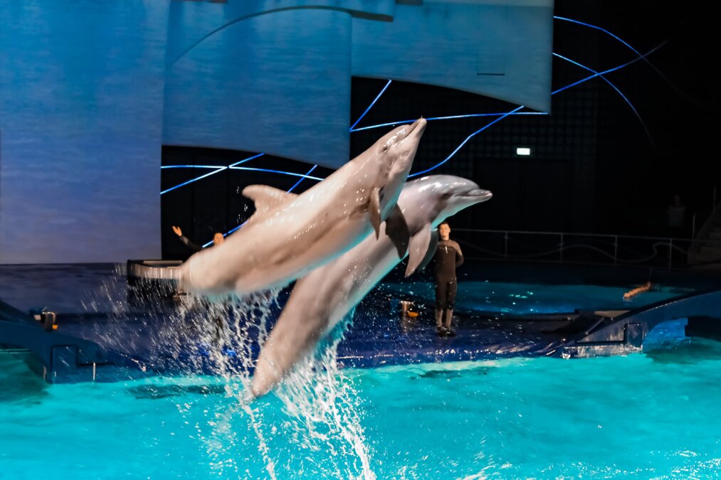 springende dolfijnen