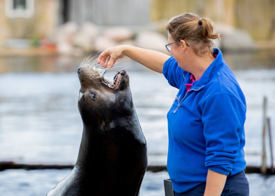 Californische zeeleeuw met verzorger