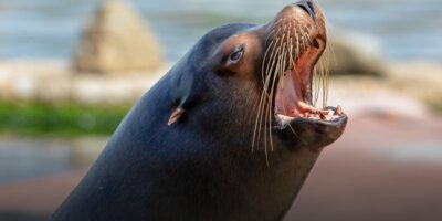 Afbeelding bij Sea Lion College