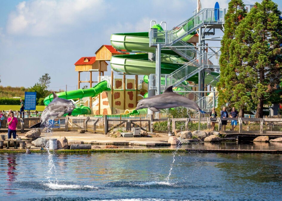 Waterpret en springende dolfijn