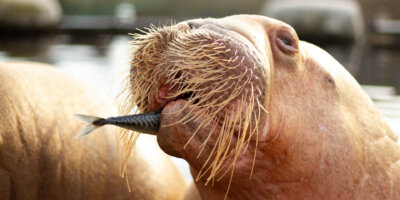 Afbeelding bij Educational lesson program Walruses and Dolphins