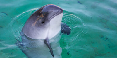 Afbeelding bij Educational lesson program Porpoises and Seals