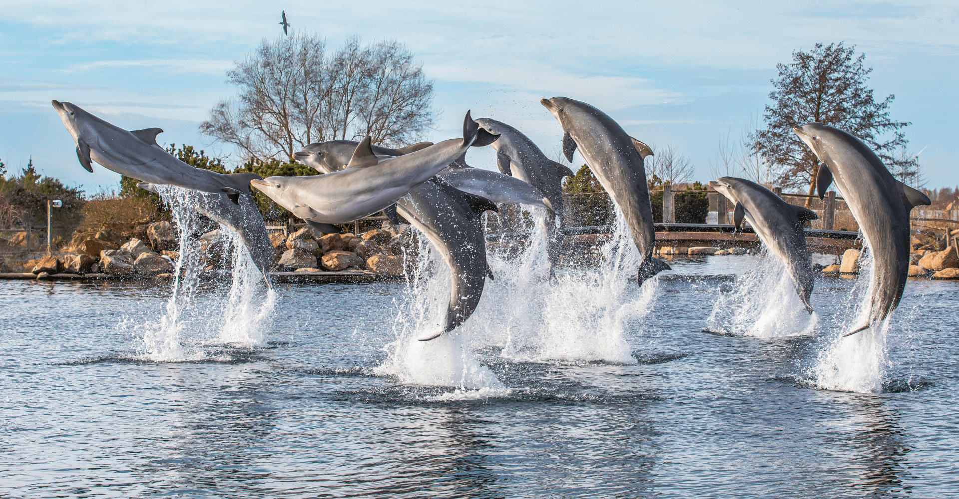Dolfinarium Harderwijk