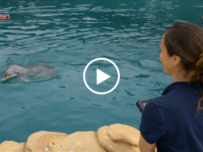 Foto - Medialogica over het Dolfinarium: dolfijnenwelzijn, beeldvorming en context